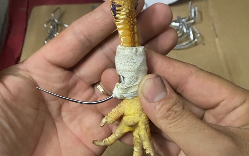 chuẩn bị cựa cho gà đá