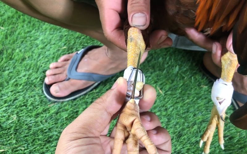 kỹ thuật băng cựa gà chiến