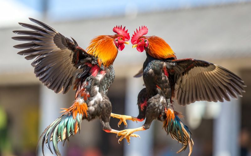 bảng màu mạng gà đá